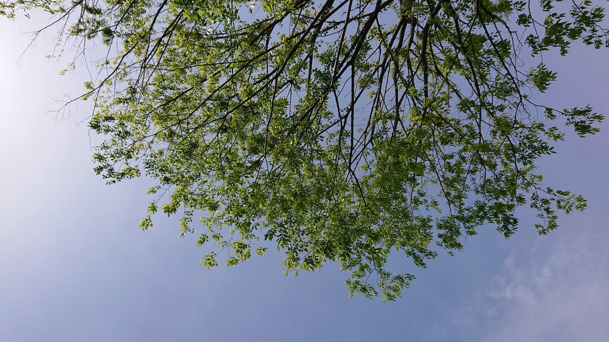 木陰で寝転びながら見た景色