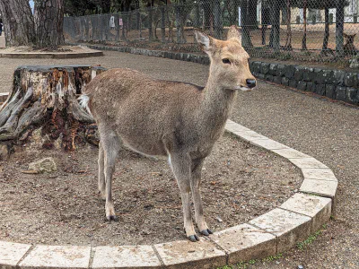 奈良のシカ